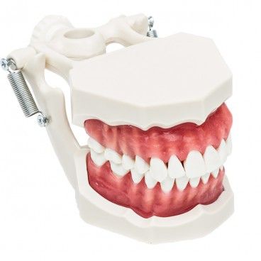 MOUTH MODEL, REMOVABLE TEETH